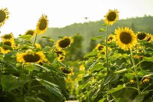 Sunflower in filed, blooming sunflowers with a mountain on cloudy sky background. photo