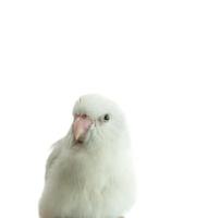 Tiny white parrot parakeet Forpus bird, white isolation background. photo