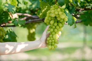 mujer mano cosechando uvas al aire libre en viñedos. foto