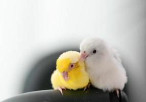 par de diminutos loros periquitos pájaro forpus blanco y amarillo. foto