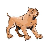 pitbull perro mestizo de pie grabado vector