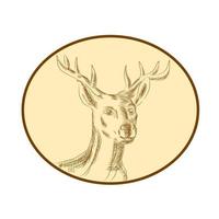 Red Stag Deer Head Circle Etching vector