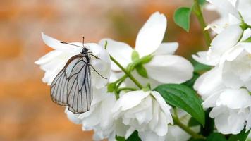 aporie crataegi, zwart geaderd wit vlinder in wild, Aan bloem van jasmijn.