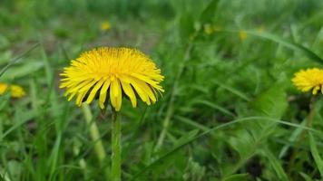 florescendo close-up de dente de leão amarelo em um prado em um dia ensolarado. video