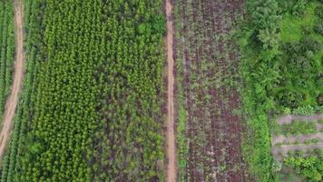 Luftaufnahme von wunderschönen Landschaften landwirtschaftlicher oder kultivierender Gebiete in tropischen Ländern. Eukalyptusplantage in Thailand. natürlicher Landschaftshintergrund. video