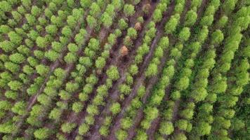 Aerial view of beautiful landscapes of agricultural or cultivating areas in tropical countries. Eucalyptus plantation in Thailand. Natural landscape background. video