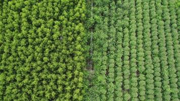 vista aérea de hermosos paisajes de áreas agrícolas o de cultivo en países tropicales. plantación de eucaliptos en tailandia. fondo de paisaje natural. video