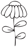 Line art flower illustration. PNG with transparent background.