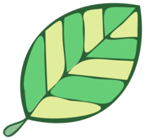 Botanical design element, decorative plane. PNG with transparent background.