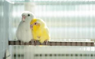 par de diminutos loros periquitos pájaro forpus blanco y amarillo. en la jaula. foto