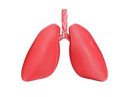 Human Lungs, respiratory system on white isolated background.3d rendering. photo