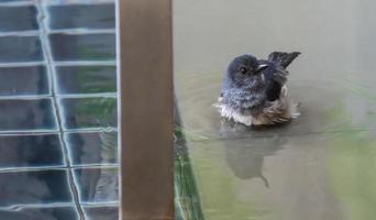 Sparrows bath in the pool water. photo