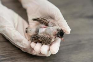 primer plano de las manos de los veterinarios en guantes quirúrgicos sosteniendo un pájaro pequeño, después de ser atacado y herido por un gato. foto