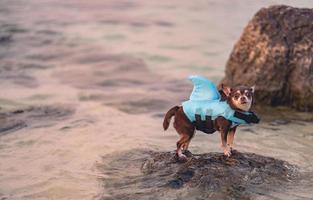 Little dog wearing shark shape swimming suit for safe swimming, standing in the sea. photo