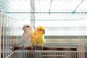 par de diminutos loros periquitos pájaro forpus blanco y amarillo. en la jaula. foto