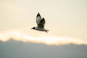 Seagull flying in the cloudy sky. photo