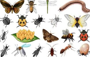 Different kinds of insects collection vector