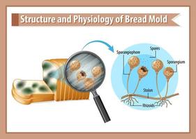 structure and physiology of bread mold vector