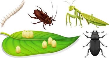 Set of different kinds of insects vector