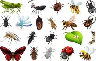 colección de diferentes tipos de insectos vector