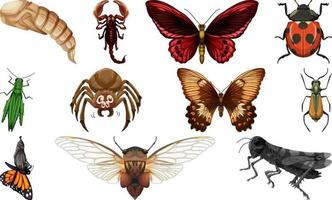 colección de diferentes tipos de insectos vector