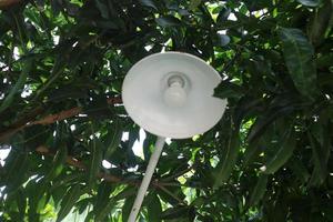 white round lighting under the mango tree photo