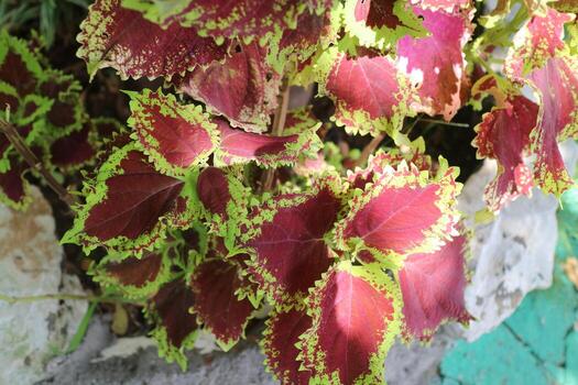 hermosa planta de hojas de mayana en el jardín foto