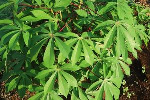 las exuberantes hojas verdes de la planta de mandioca foto