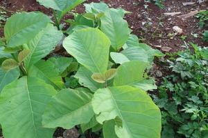 Teak tree shoots with wide green leaves photo