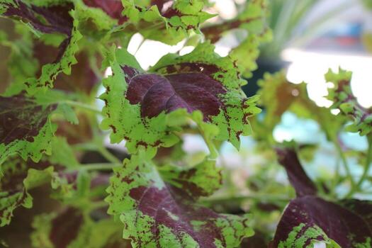 hermosa planta de hojas de mayana en el jardín foto