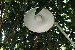 white round lighting under the mango tree photo