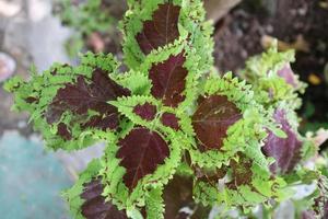 Beautiful mayana leaves plant in the garden photo