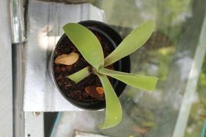 shoots of ornamental plants in small black pots photo