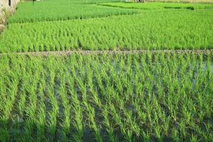 rice fields with fresh green rice photo