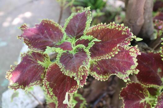 hermosa planta de hojas de mayana en el jardín foto