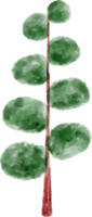 Spruce Tree Watercolor png