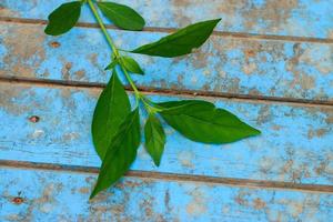 hoja verde fresca de la naturaleza en madera azul vieja foto