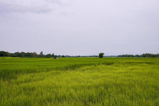Green rice field with mountain background under cloudy sky after rain in rainy season, panoramic view rice field. photo