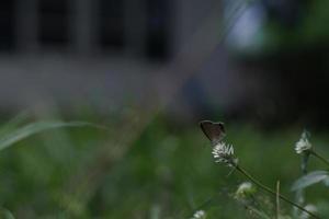 A small butterfly perched on a flower bed and was injured by a broken wing. photo