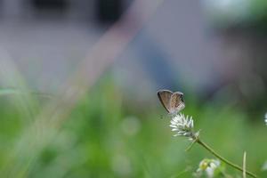A small butterfly perched on a flower bed and was injured by a broken wing. photo