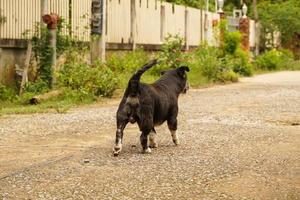 A dog stands on the street waiting for its master to come home and is a loyal pet. photo