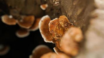 Wild mushrooms that grow on tree stumps after continuous rain. photo