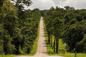 la carretera asfaltada a ambos lados de la carretera estaba llena de grandes árboles. foto