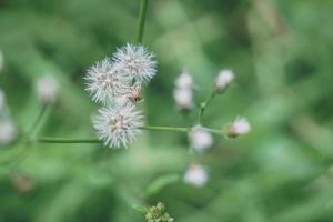 The beautiful grass flower was in the field after the heavy rain. photo