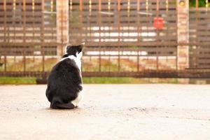 Black and white cat out on wet ground after rain. photo