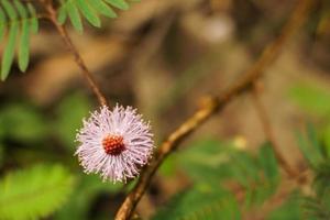 Upon touching the compound leaf of a Touch-me-not plant, the leaflets start to fold up. Top down composition. photo