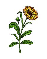 Hand drawn calendula flowering plant isolated on white background. Vector illustration in colored sketch style. Botanical design element