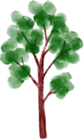 illustration aquarelle arbre png