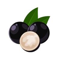 ilustración vectorial, jaboticaba entera y cortada, fruta brasileña, nombre científico plinia cauliflora, uva brasileña, aislada en fondo blanco. vector