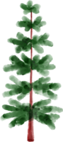 Spruce Tree Watercolor png